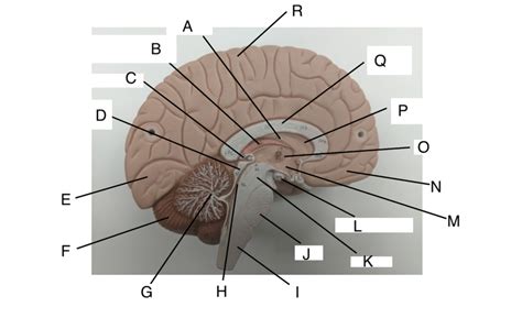 3 CNS Diagram Quizlet