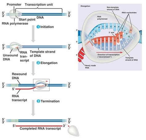 Sintesis Protein Rbdigital