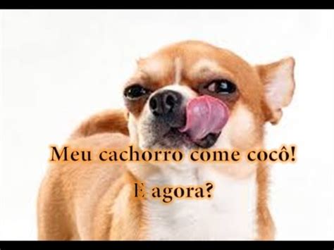 Meu cachorro come cocô e agora Coprofagia canina YouTube