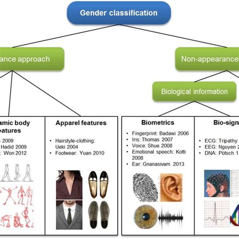 Pdf Human Gender Classification A Review