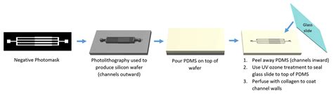 Soft Lithography - Modeling 3D Microvasculature In Vitro