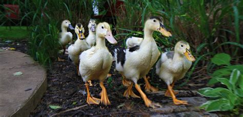 Magpie Ducklings ready for adoption:-) | BackYard Chickens