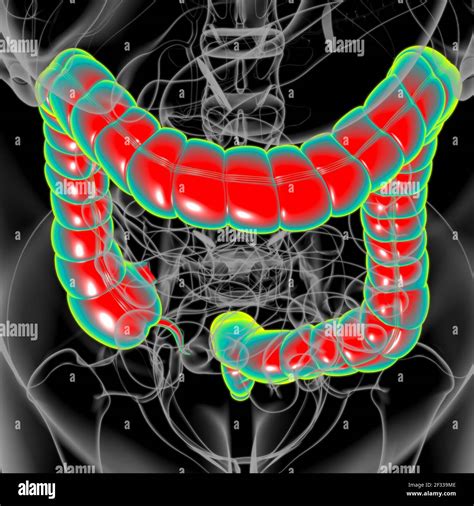 Large Intestine 3d Illustration Human Digestive System Anatomy For