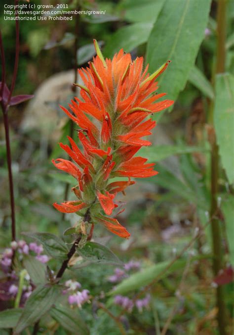 Plantfiles Pictures Giant Red Paintbrush Pitkin Marsh Indian