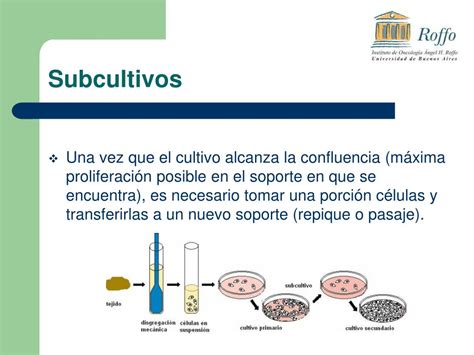 Ppt Cultivos Celulares Y Sus Aplicaciones Powerpoint Presentation Free Download Id4894109