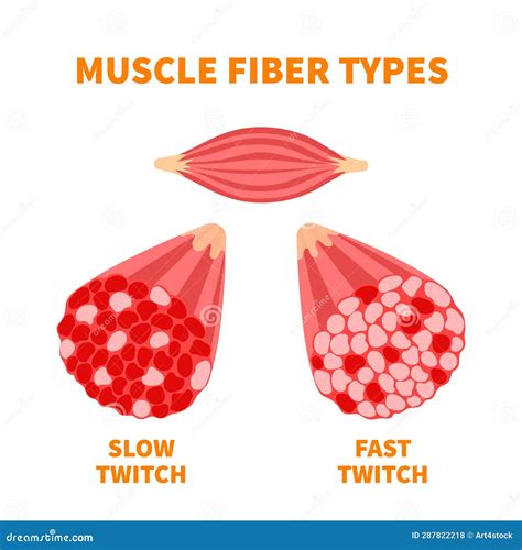 Slow Twitch And Fast Twitch Muscle Fiber Types Illustration Stock