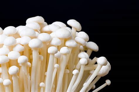 8,800+ Enokitake Mushroom Stock Photos, Pictures & Royalty-Free Images ...