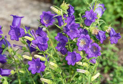 How To Grow And Care For Canterbury Bells