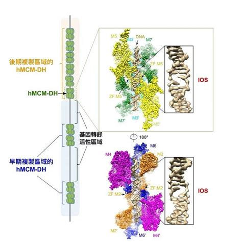 一周前沿科技盘点㉘｜研究揭示dna解旋机制 为癌症治疗带来新曙光、科学家破解2020年大气甲烷浓度飙升机制排放