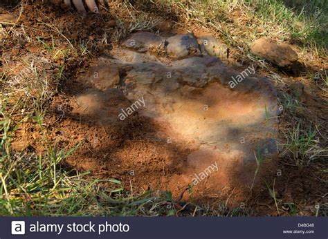 Nodosaur Footprint Verified Stock Photo - Alamy