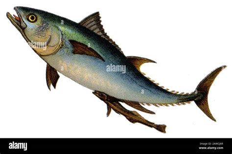 Atlantic bluefin tuna Thunnus thynnus Stock Photo - Alamy