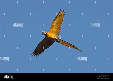 Blue And Yellow Macaw Ara Ararauna Adult In Flight Rio Azul Brazil