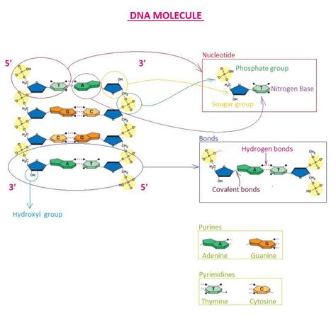 Phosphate Group Diagram