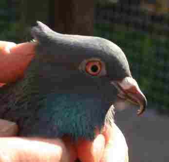 Beak Problems – Pigeon And Dove Rescue UK