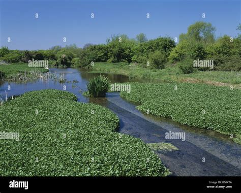 Watercress Beds Shallow Water Course Plants Growing Ewelme Oxfordshire