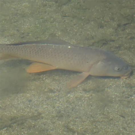 25 Fish Species in the Missouri River (Updated) - Pond Informer