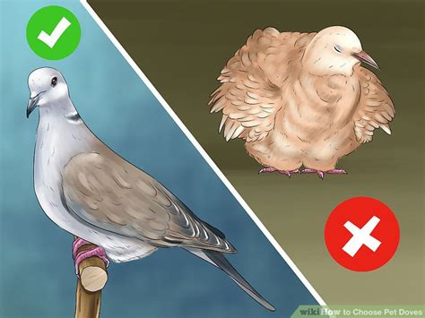 How To Choose Pet Doves With Pictures Wikihow