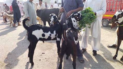 Wednesday Update Lahore Bakra Mandi Shahpur Kanjra Desi Chatre Turkey