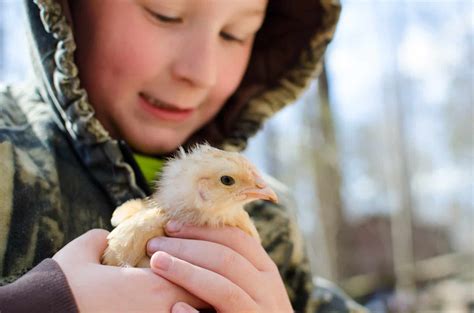 3 Common Chick Illnesses And How To Naturally Treat Them Amy Fewell