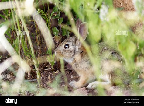 Baby Bunny Hi Res Stock Photography And Images Alamy