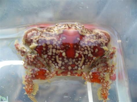 NatureScouter Naked Hermit Crab NHC S Sentosa Guided Walk