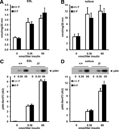 Insulin Stimulated Glucose Transport In Isolated Skeletal Muscle