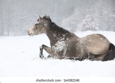 Nice Quarter Horse Rolling Snow Pleasure Stock Photo 164382248 ...