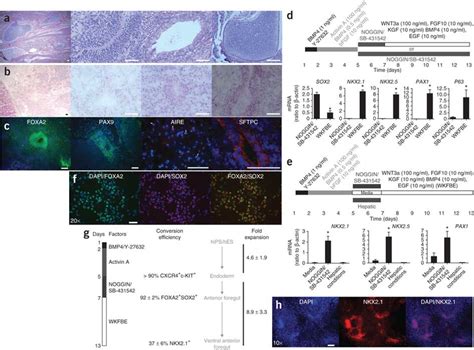 Functional Characteristics Of Noggin Sb 431542 Induced Afe Cells A Download Scientific