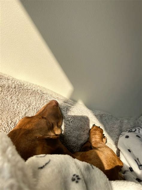 long hair dapple weiner dog