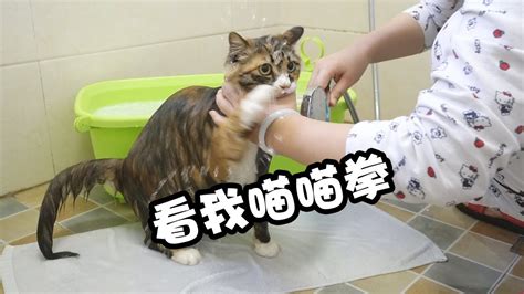 暴躁流浪猫到家半年第一次洗澡，好担心会把屋顶掀翻呀 Youtube