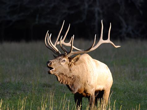 Wildlife in the Great Smoky Mountains | Pigeon Forge TN Cabins