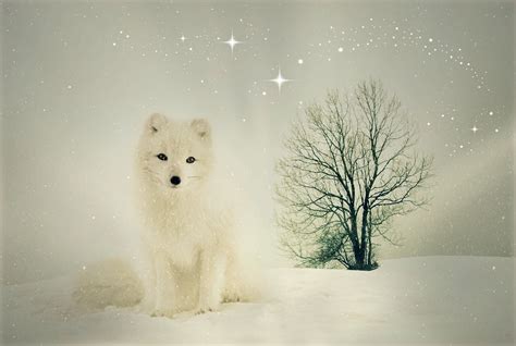 White fox at the snowy mountain HD wallpaper HD wallpaper | Wallpaper Flare