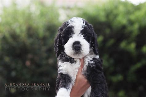 Labradoodle Puppy Black And White Puppy Love Pinterest