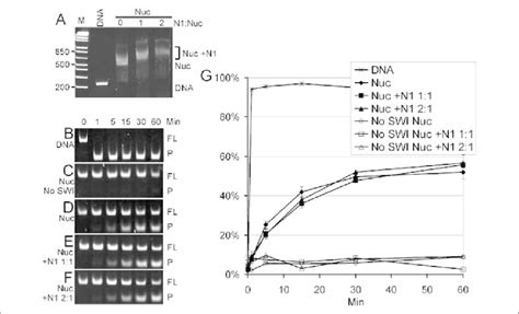 Swi Snf Enzymes Remodeling Of Hmgn Containing Nucleosomes A