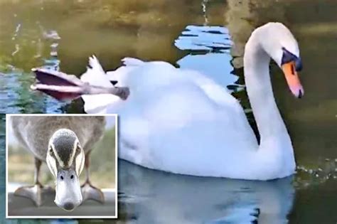 Police Hunt Completely Naked Man After He Escaped Out Of Window Daily Star