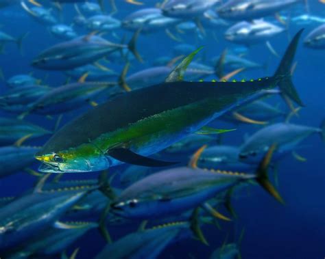 Yellowfin Tuna School