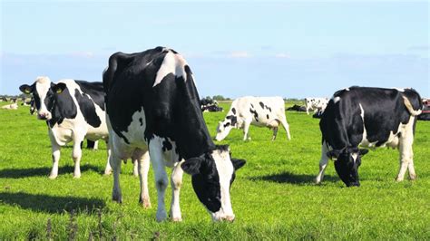 Teagasc Lighter Cattle Should Graze First Especially In Tougher