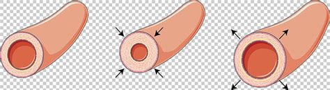 Vasoconstriction and vasodilation vector