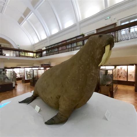 Walrus Horniman Museum Forest Hill London 14 September Flickr