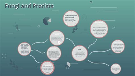 There are three types of protists. by Brenden Carter