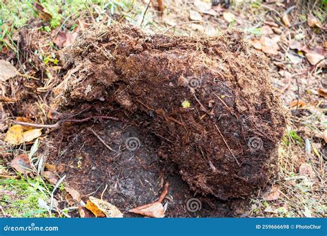 The Top Layer of a Peat Bog Stock Photo - Image of remains, natural ...