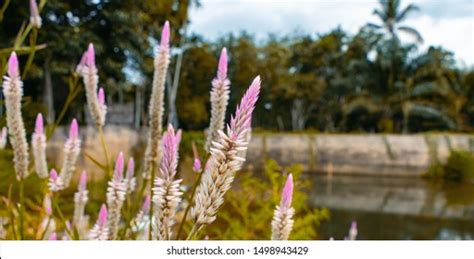 209 Prince of wales feathers Images, Stock Photos & Vectors | Shutterstock