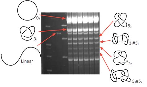 Gel Electrophoretic Separation Of DNA Knots By Sergei Mirkin