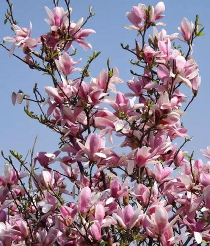 Magnolia Royal Crown W Donicy Drzewka Faworytka Pl