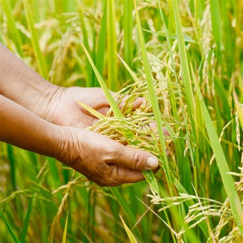 Rice Or Wheat How Grains Define Cultural Identity Ctv News