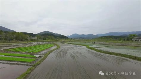 不负农时不负春，宁都田间披“绿装” 宁都县人民政府