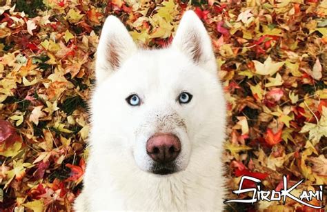 Husky Siberiano Blanco Tipos Características Precio 2024Sirokami