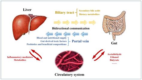 Jcm Free Full Text Research Progress Of Fecal Microbiota