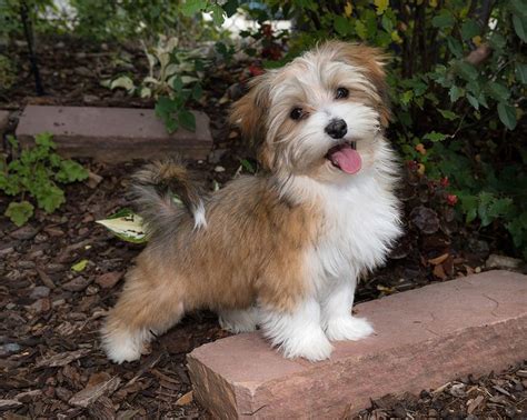 Havanese Puppy By Sheltieboy Havanese Puppies For Sale Havanese Dogs