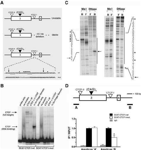 Analysis And Mutagenesis Of The Sca7 Ctcf I Binding Site A Sca7 Download Scientific Diagram